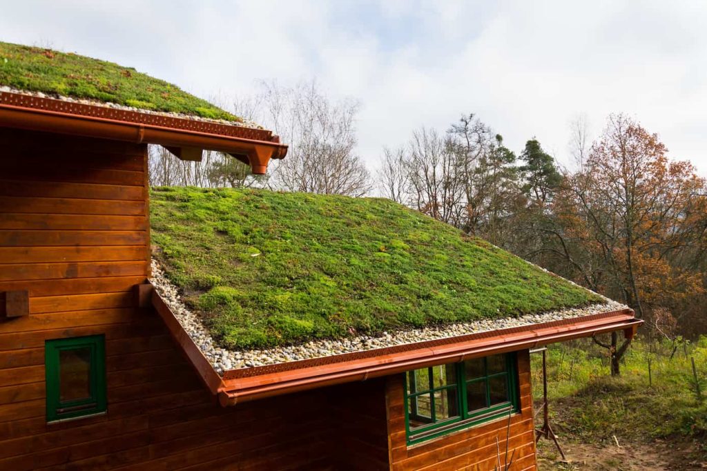 Wooden house with extensive green roof covered with vegetation