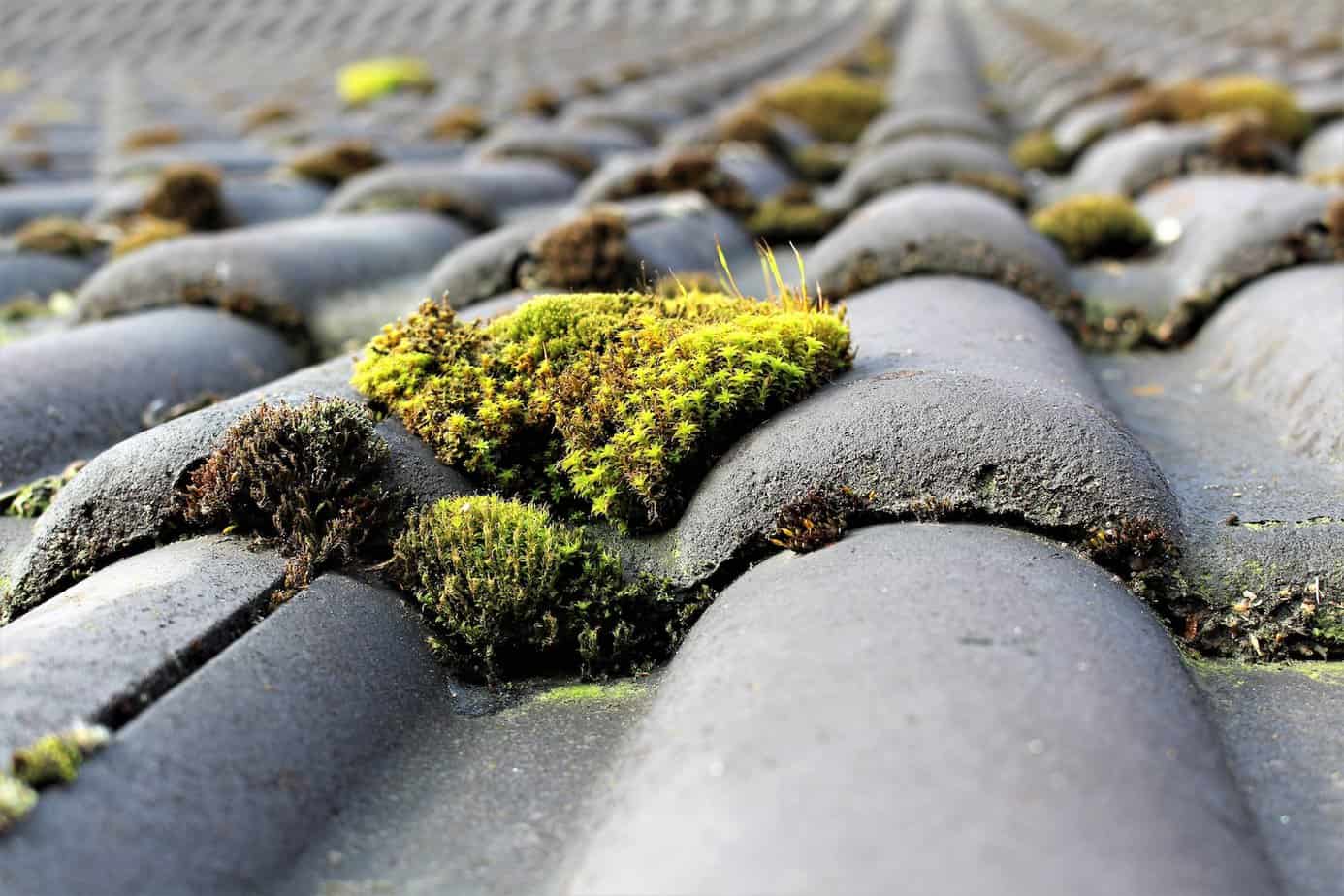 how old is your roof moss growth on tile roofing