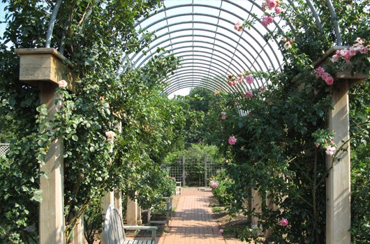 bon air rose garden 